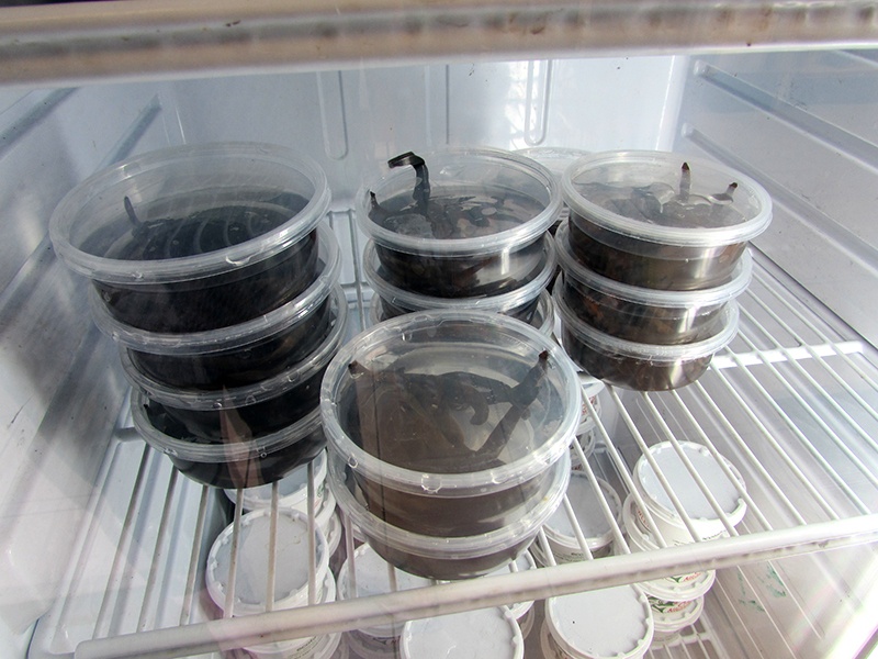 fresh leeches in fridge